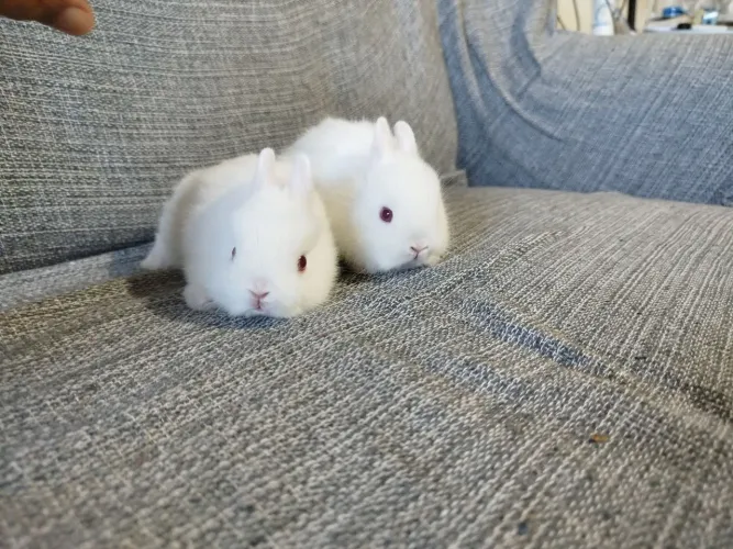 Vendo filhote de coelhos anão Netherlands o menor coelhos do mundo