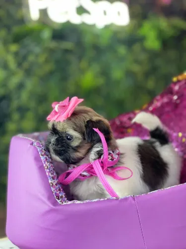 Shih tzu fêmea !!!! 