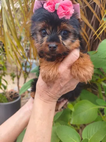 Filhotes Yorkie cheios de amor