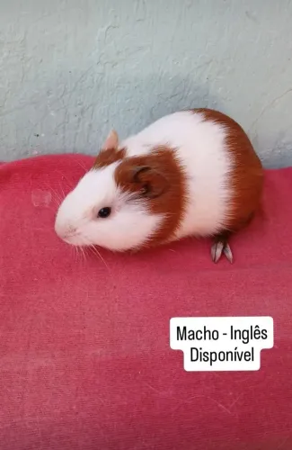 Filhotes de porquinho da india