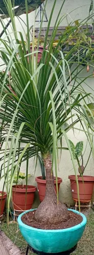 Pata de Elefante (Beaucarnea recurvata