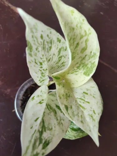 Plantas de sombra