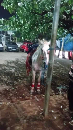 Cavalo manso
