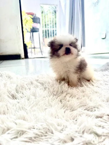 Lulu da pomerânia
