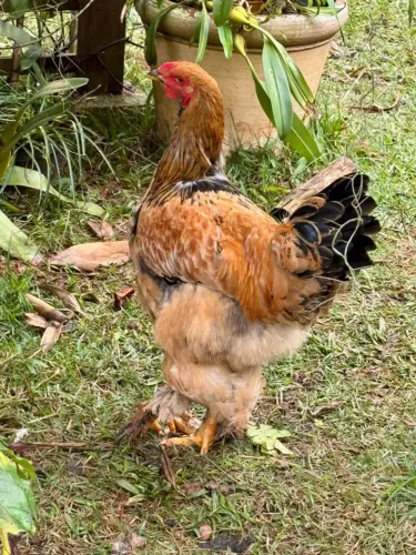 Galo