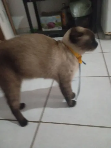 Gato