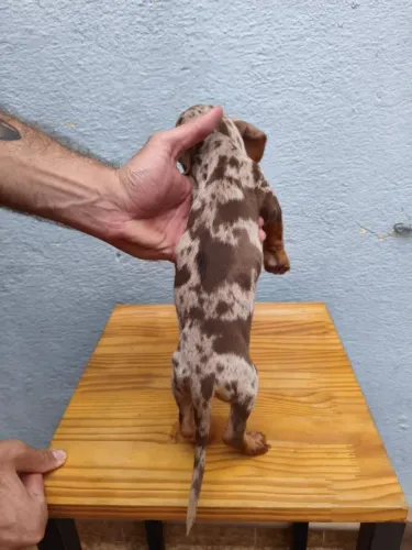 Filhotes de Basset - Um Novo Melhor Amigo Espera por Você