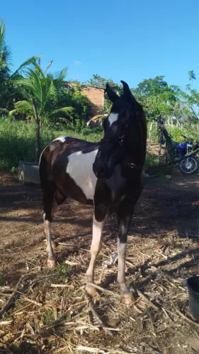 Cavalo manso nos bois