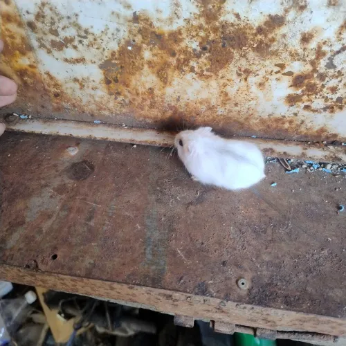 hamster anão russo doa-se hamster