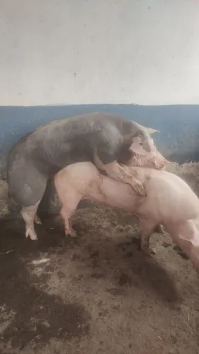 Casal de porco Pietran e f1