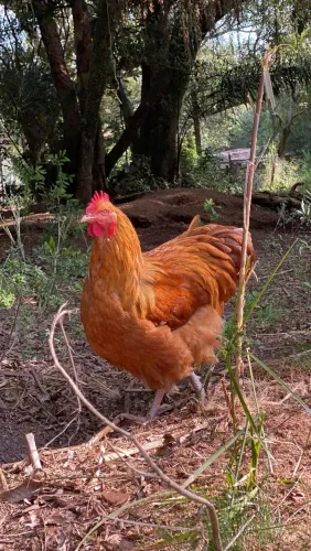 Galos 
