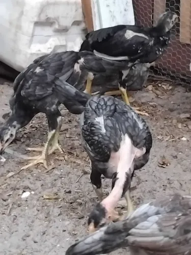 Temos galinha, pintos e patos