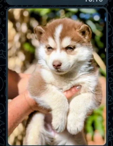 Husky siberiano