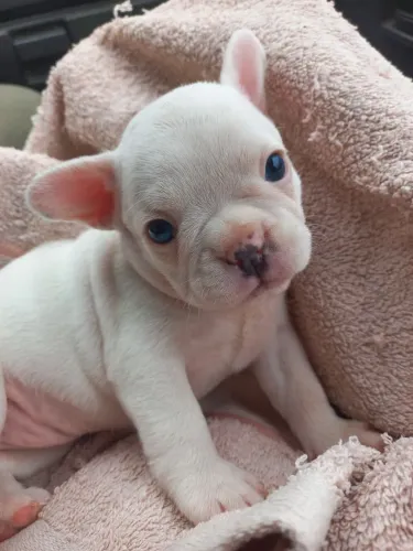 Bulldog francês charmoso 