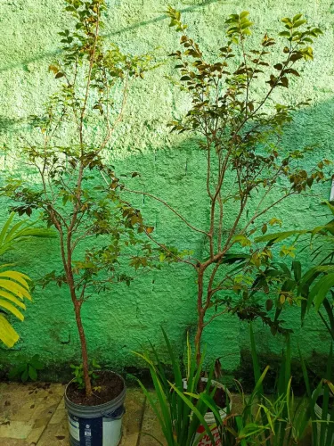 Pé de jabuticaba