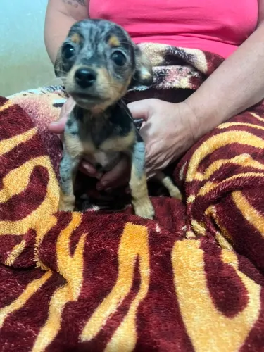 Pinscher 