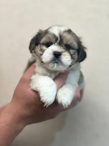 Shih Tzu de raça pura disponível