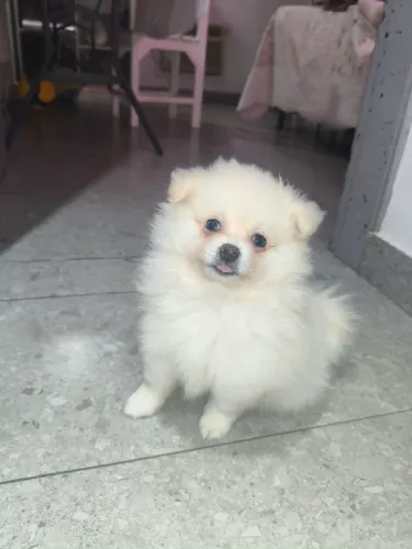 Lulu da Pomerânia Oferta Relampago