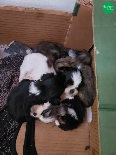 Filhote de cachorro shitzu