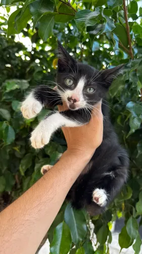 Adoção gatos macho e fêmeas filhotes