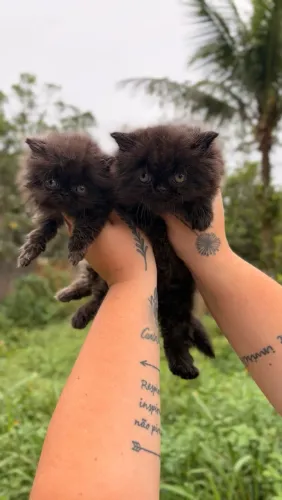 Gato Persa, machos pretos 