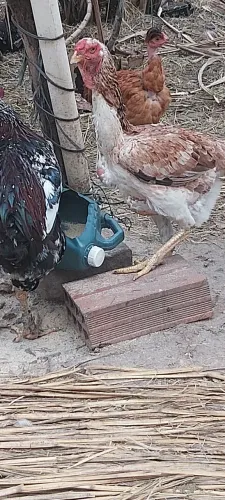 Vendo 3 galinhas índio gigante,crista bola e ótimo padrão sou de Bangu zap *0 