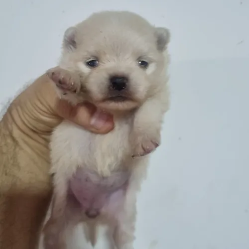 SÓ HOJE NAO DA PRA PERDER ESSA LULU DA POMERANEA 