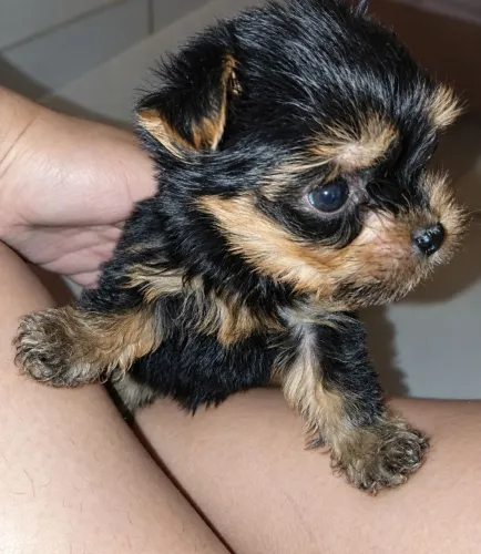 Machinho de Yorkshire terrier Mini