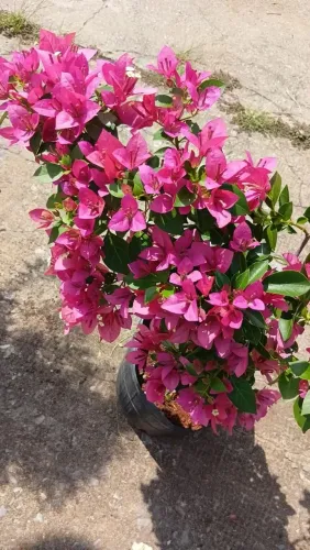 Bougavillea