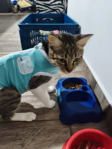 Doação de gatinha