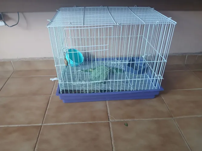 Casa de coelho com caixa em baixo para necessidades basicas