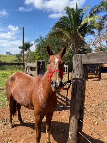 Vendo piquira pura de cela