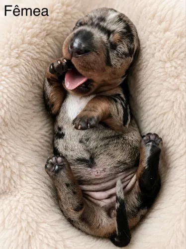 Dachshund macho e fêmea | Reservas abertas.