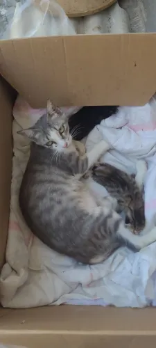 GATA CASTRADA PARA ADOÇÃO