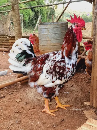 Ovos de galinha sertaneja balão gsb