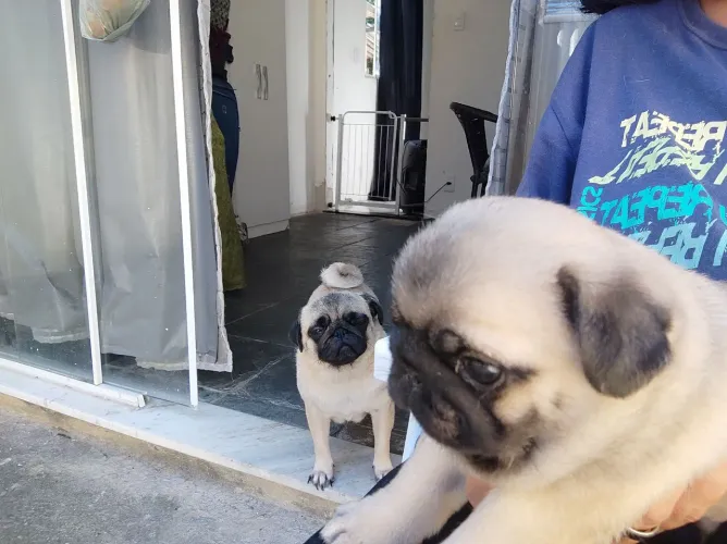 Pug macho abricó