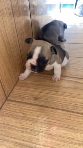 Filhotes de buldogue francês