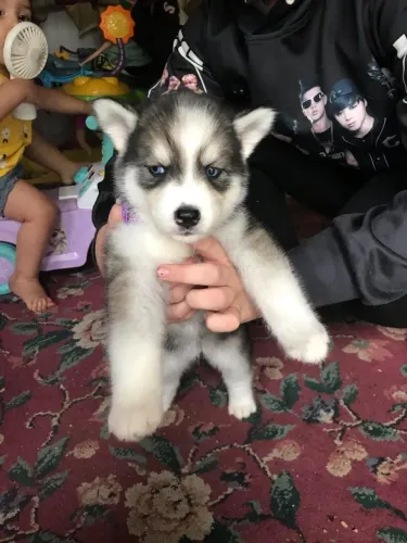 Husky siberiano O amigo que vai estar ao seu lado em todas as fases