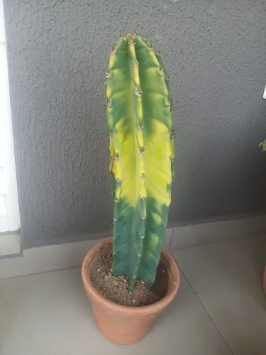 Cacto