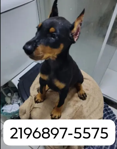 Doberman filhotes com pedigree e microchip