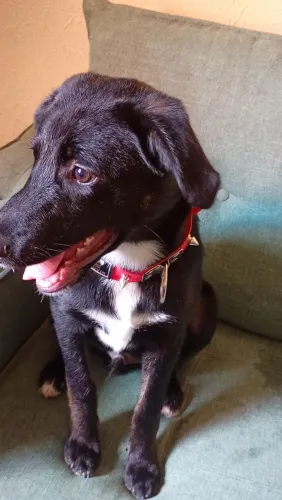 Doa-se cachorrinho