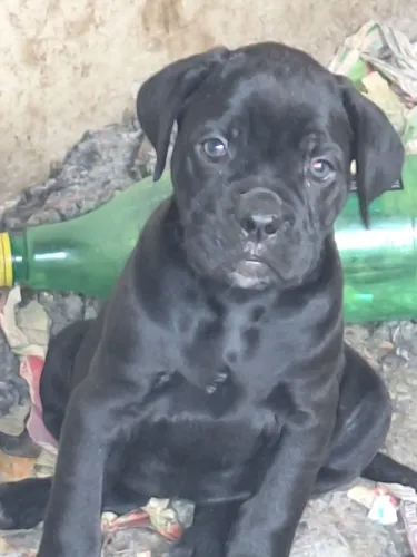 Cane Corso ! Linda Fêmea 