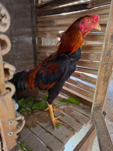 Galo indio