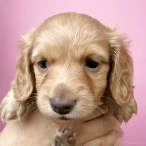 Neném com olhos azuis: Teckel/Dachshund/Salsicha/Salsichinha/Basset/Cofap - Pelo longo