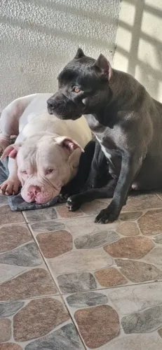 American bully pocket 