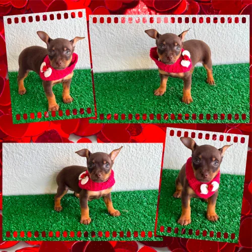!!! Incríveis !!! Pincher 0 com 1 fêmea e machos