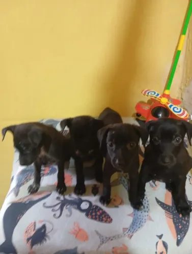 Lindos filhotes para adoção 