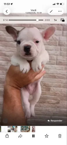 Buldogue francês