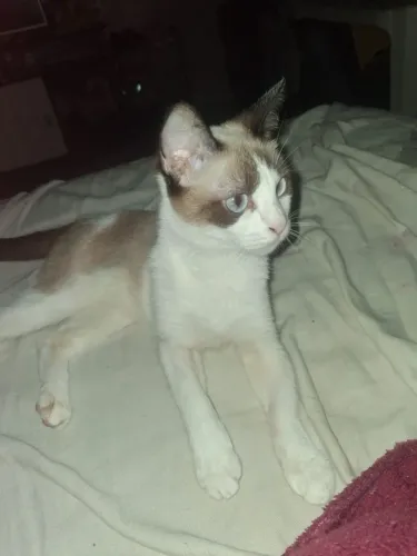 Adoção gatas fêmea