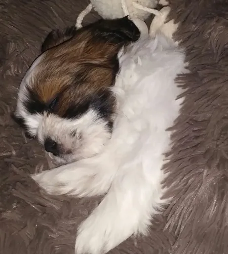 Lhasa Apso 